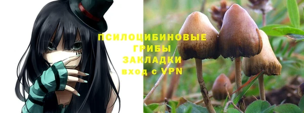 прущие грибы Баксан